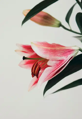 Indoor Wall Scenes Print 4