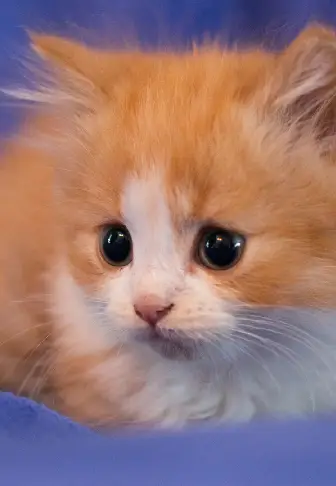 Indoor Wall Scenes Print 6